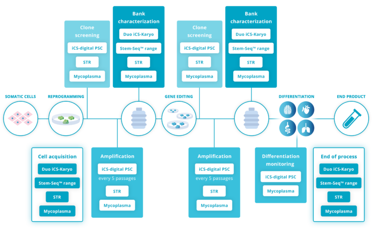 The workflow for PSC genetic integrity quality control recommended by Stem Genomics